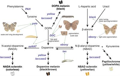 Molecular Evolution and Developmental Expression of Melanin Pathway Genes in Lepidoptera
